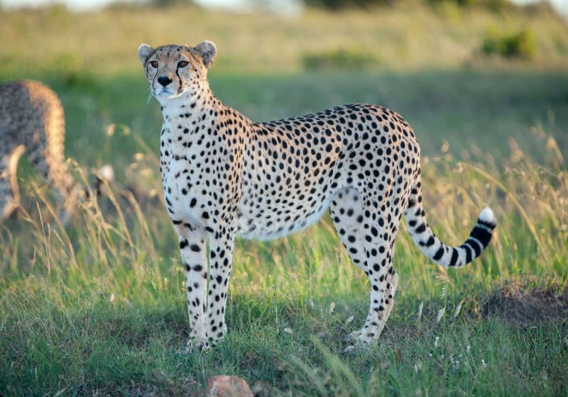 Our passion for conservation protection | Lantern Comitas