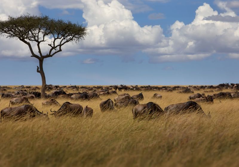 group-of-buffalos-in-masai-mara-kenya-2023-01-06-10-56-08-utc.jpg